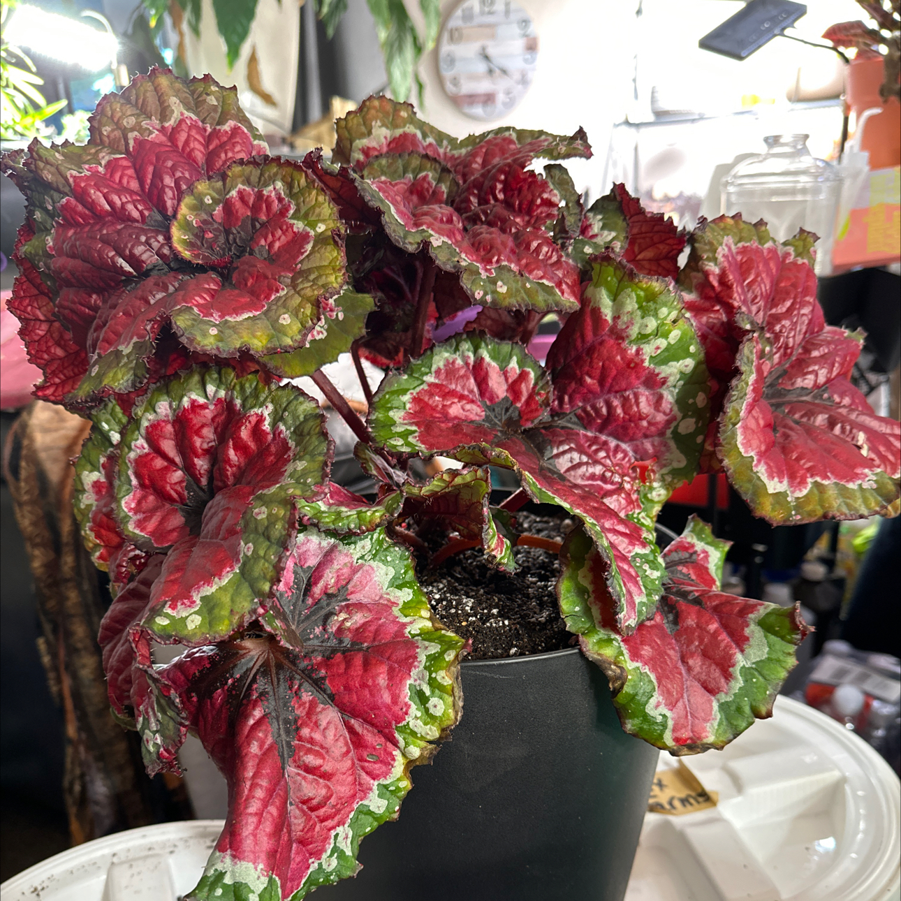 Photo of the plant species Begonia 'Macarena' by @FitSuriana85 named Ruby Velvet on Greg, the plant care app