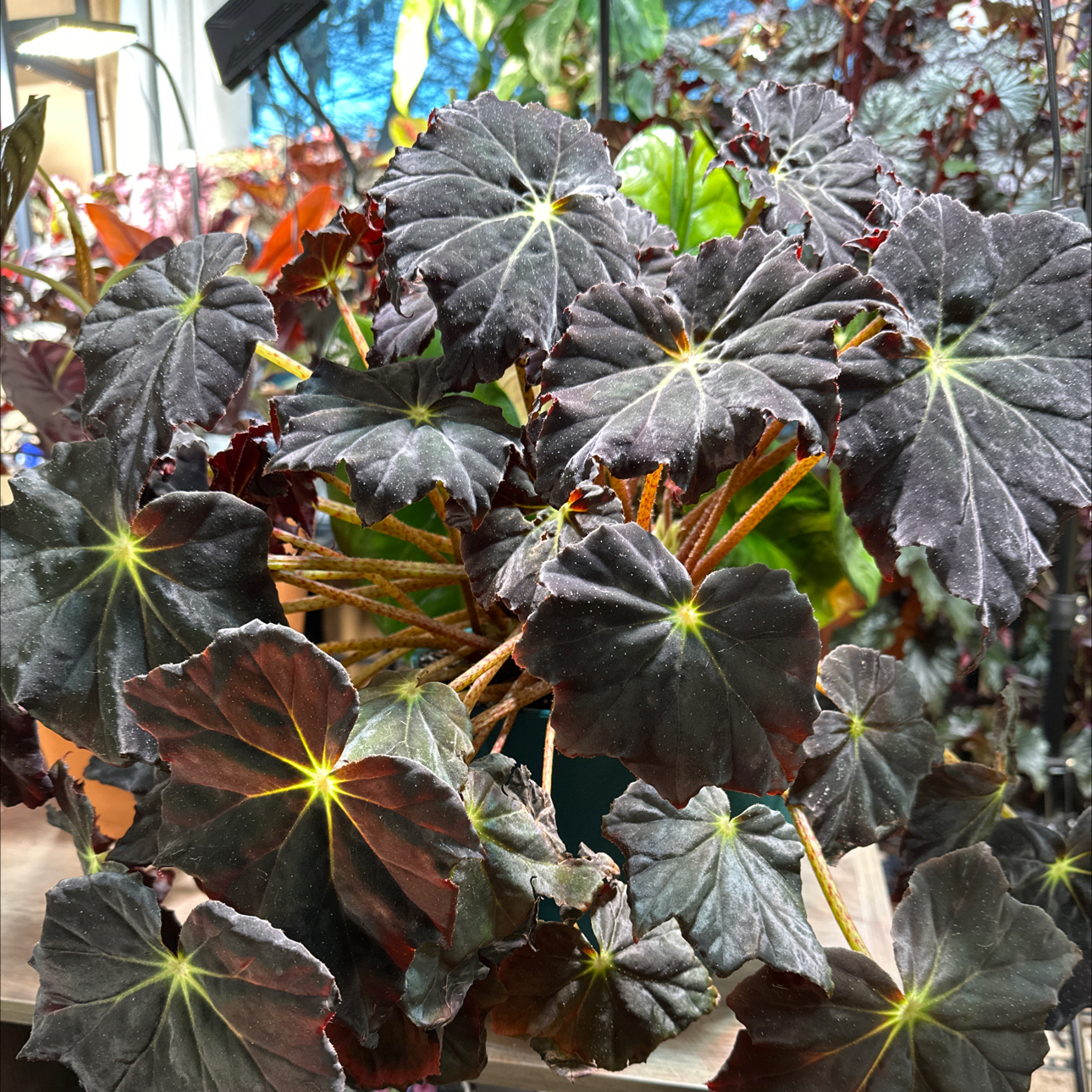 Photo of the plant species Begonia 'Joe Hayden' by @FitSuriana85 named Scorpio on Greg, the plant care app