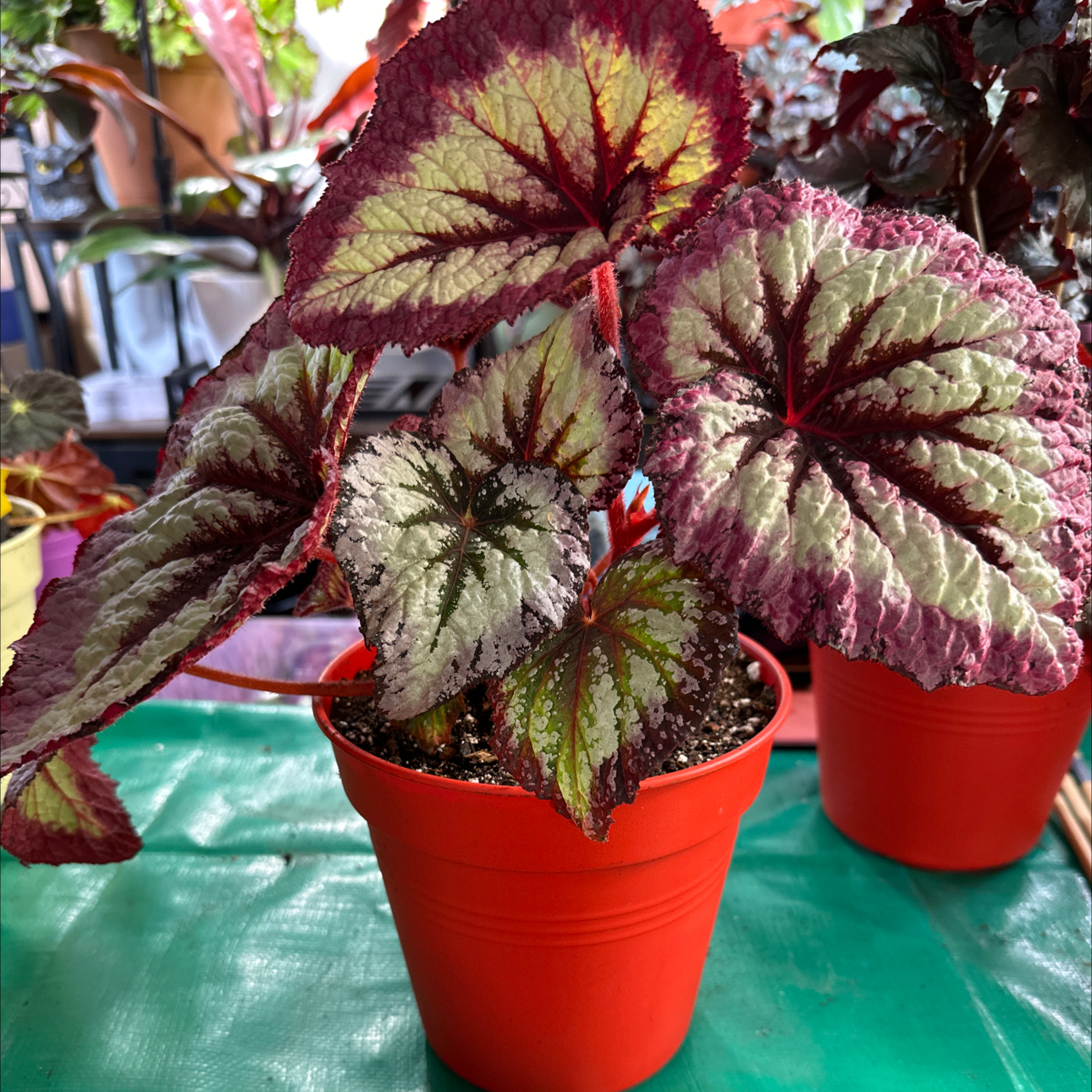 Photo of the plant species Begonia 'Fire Woman' by @FitSuriana85 named Taurus  (Mary’s babe) on Greg, the plant care app