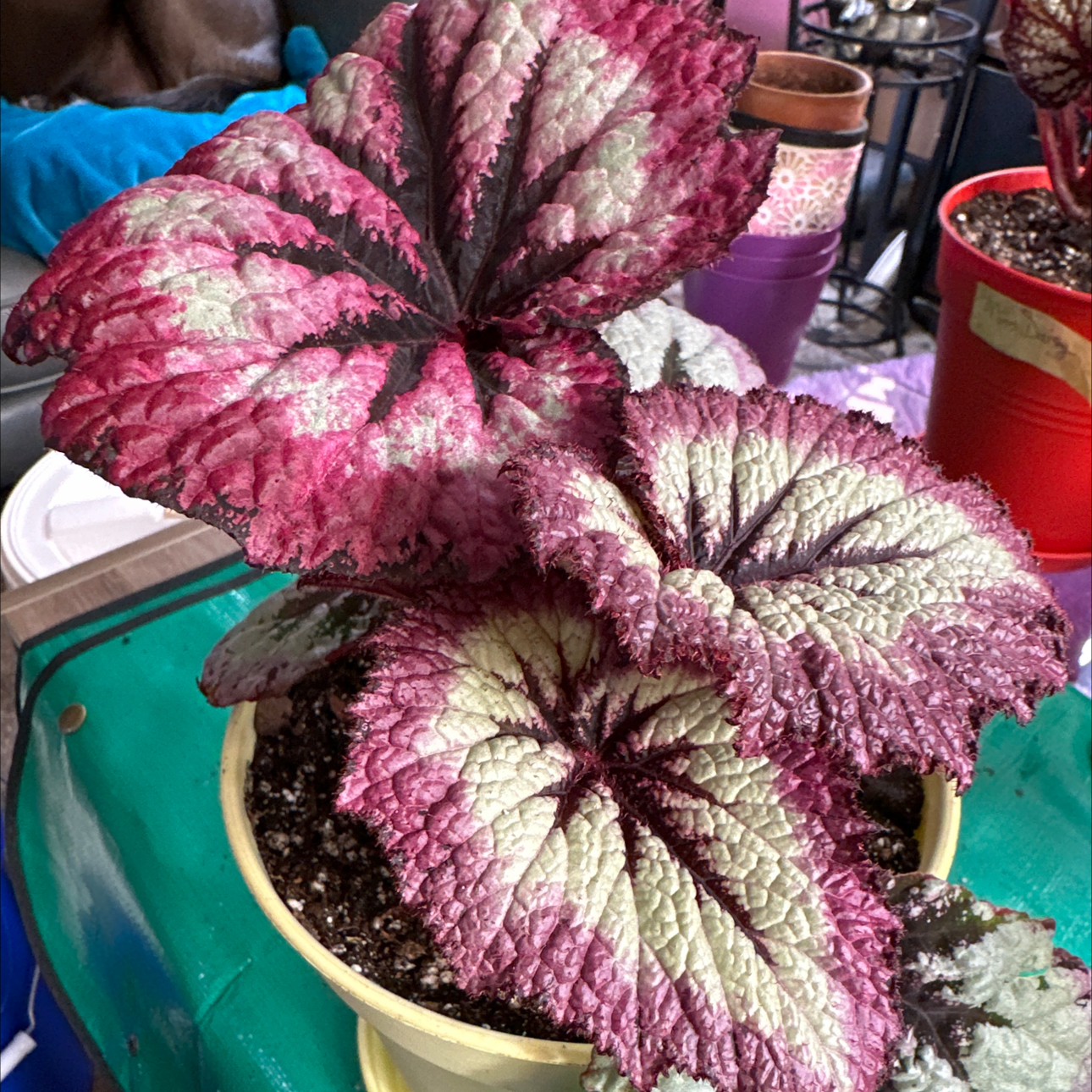 Photo of the plant species Begonia 'Fire Woman' by @FitSuriana85 named Capricorn (Mary’s babe) on Greg, the plant care app