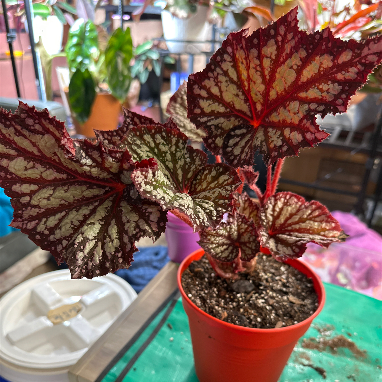 Photo of the plant species Begonia 'Summer Storm' by @FitSuriana85 named Miss Daisy (freckles babe) on Greg, the plant care app