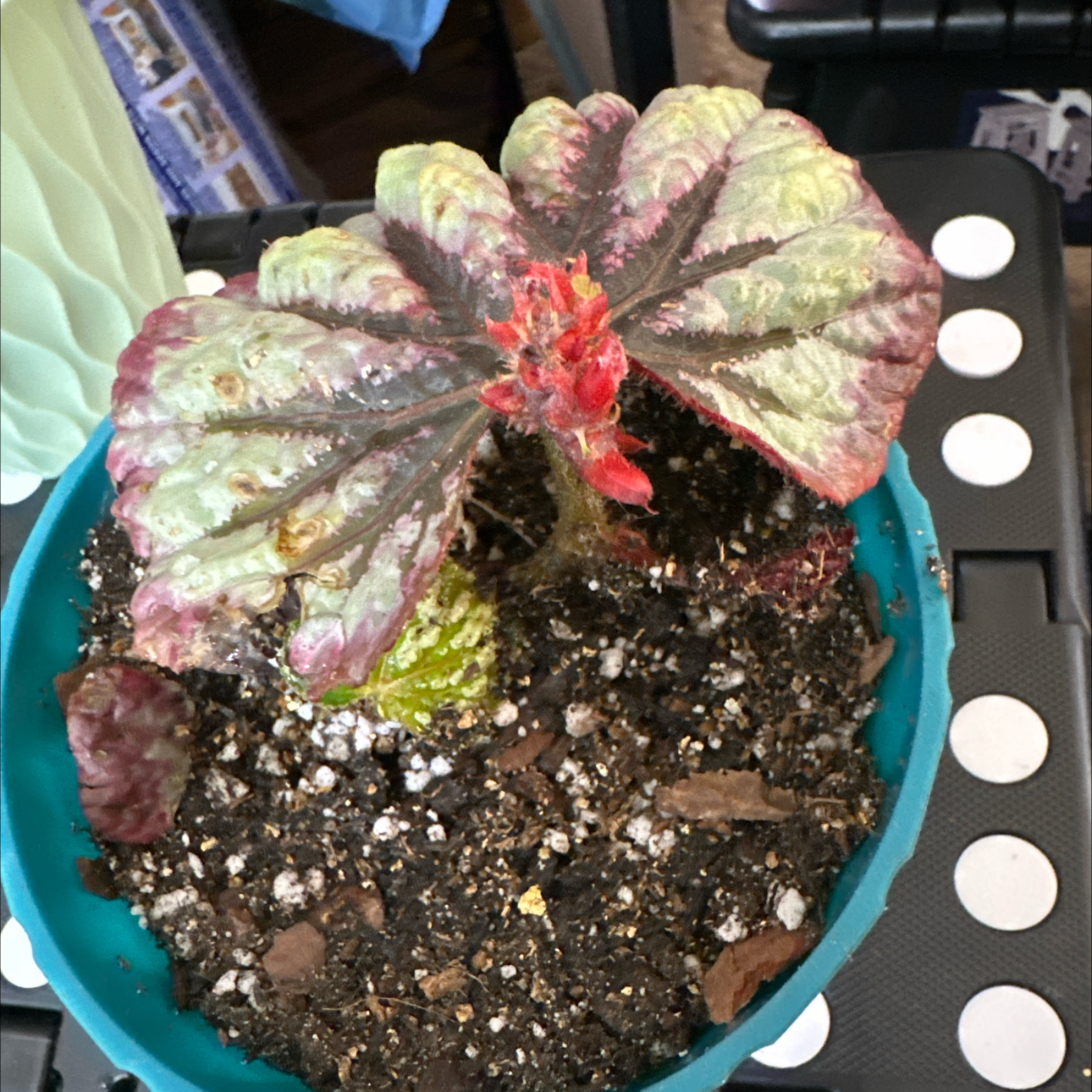 Photo of the plant species Begonia 'Macarena' by @FitSuriana85 named Zeus on Greg, the plant care app
