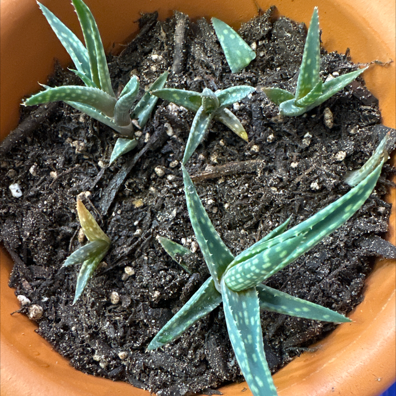 Photo of the plant species Aloe pictifolia by @FitSuriana85 named Remingtons “bubs” on Greg, the plant care app