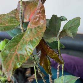 Plant care for Cyrtosperma cuspidispathum on Greg, the plant care app