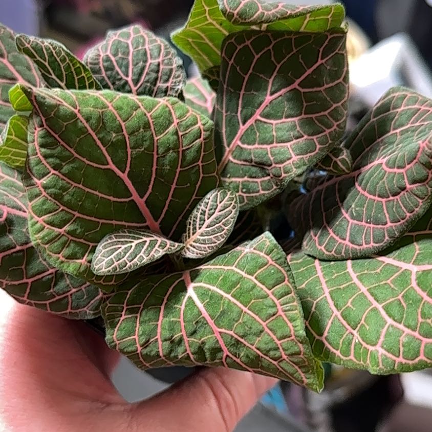 Plant care for Red Carpet Sedum on Greg, the plant care app