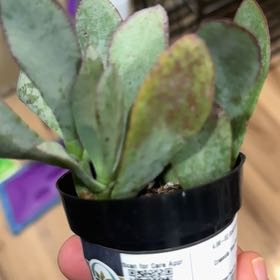 Photo of the plant species Crassula Blue Bird by @LegitShortblack named Daphne on Greg, the plant care app
