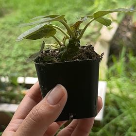 Photo of the plant species Dorstenia foetida subsp. foetida by @IdealMoonwort78 named Sproutacus on Greg, the plant care app