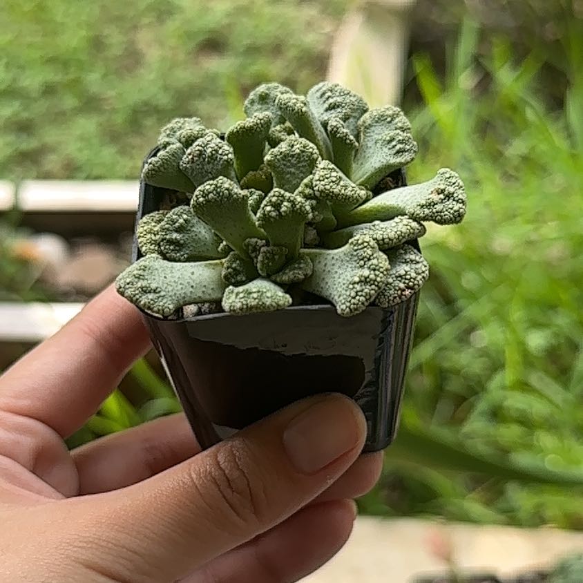 Photo of the plant species Titanopsis 'Bizarre' by @IdealMoonwort78 named Fernie Mac on Greg, the plant care app