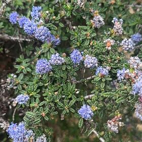 Photo of the plant species Wartleaf Ceanothus by @FastIndianplum named Eva on Greg, the plant care app