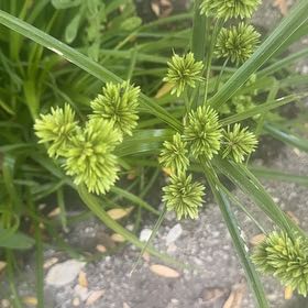 Photo of the plant species Tall Flatsedge by @FastIndianplum named Muhammad Ali on Greg, the plant care app