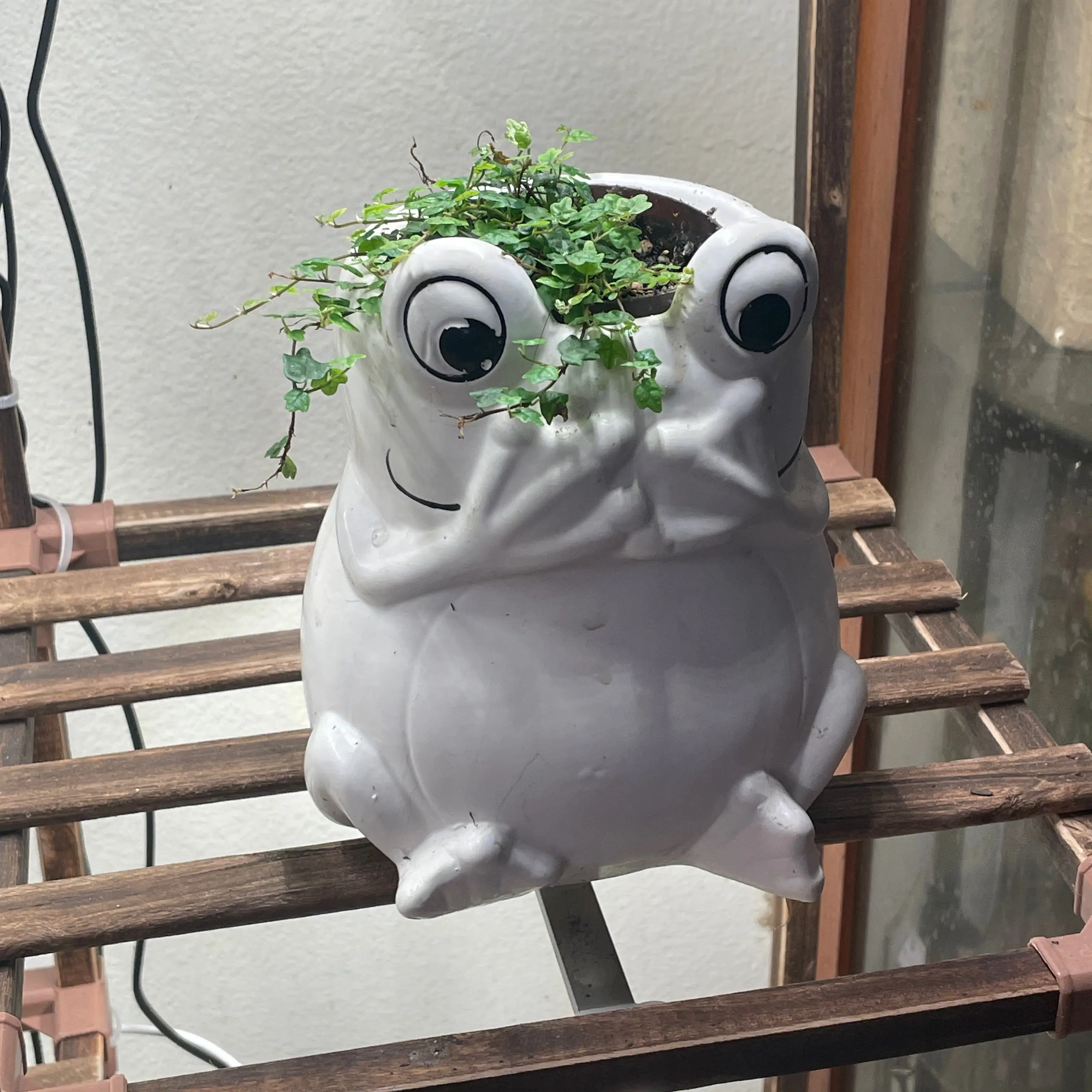 Photo of the plant species Ficus 'String of Frogs' by @ShellysPlants named Froggy on Greg, the plant care app