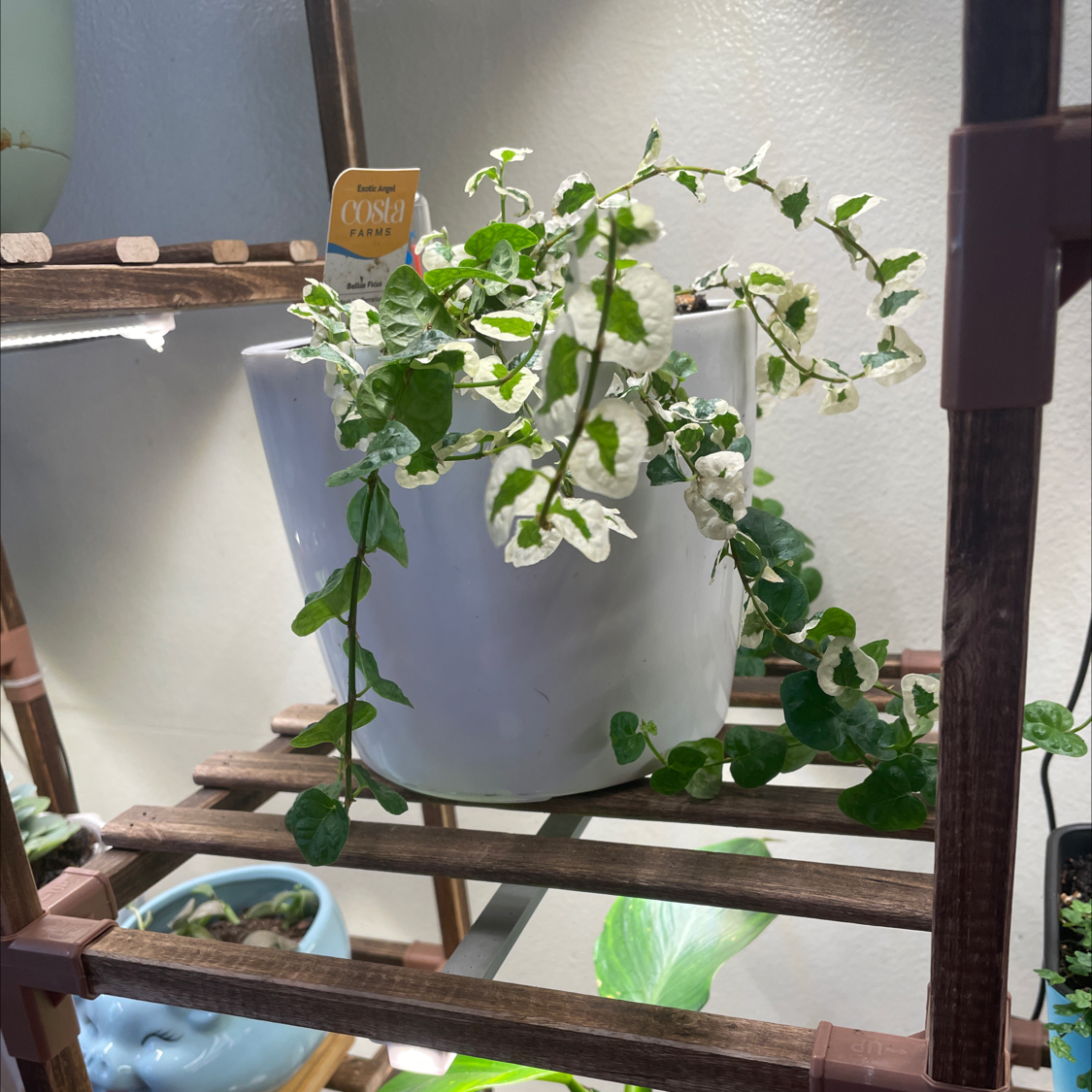 Photo of the plant species Bellis Ficus by @ShellysPlants named Bell on Greg, the plant care app