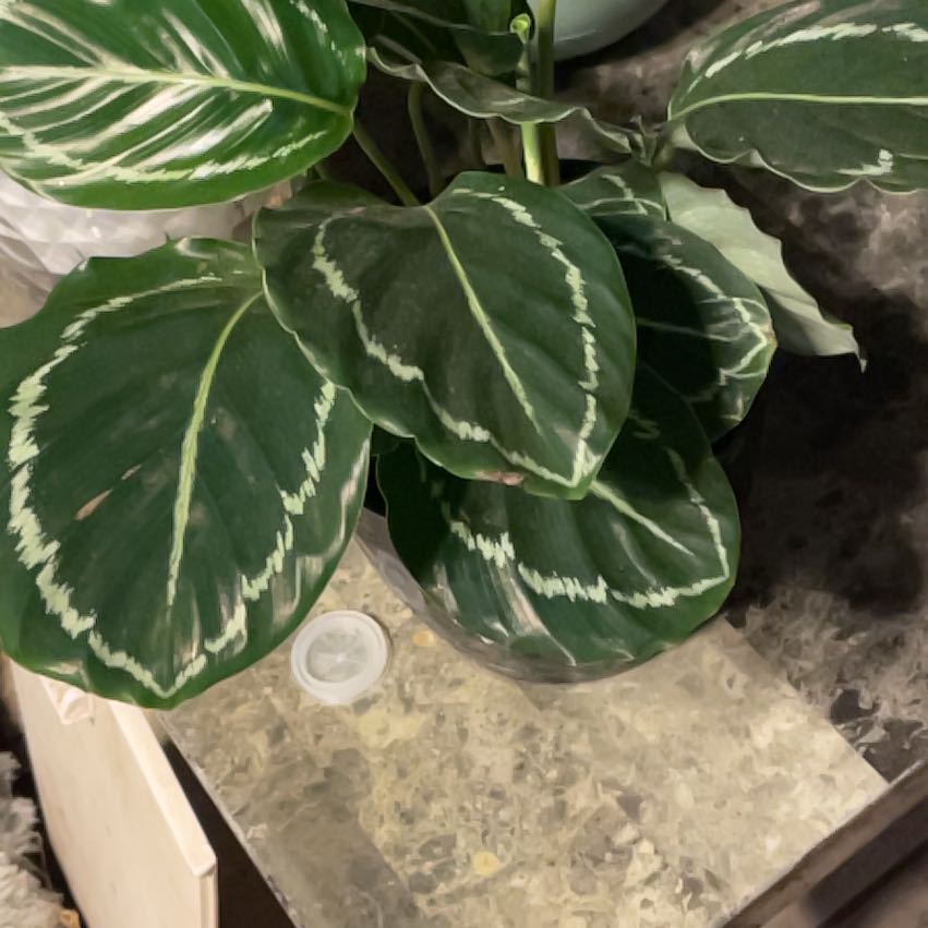 Photo of the plant species Green Goddess by @ShellysPlants named Greenie on Greg, the plant care app