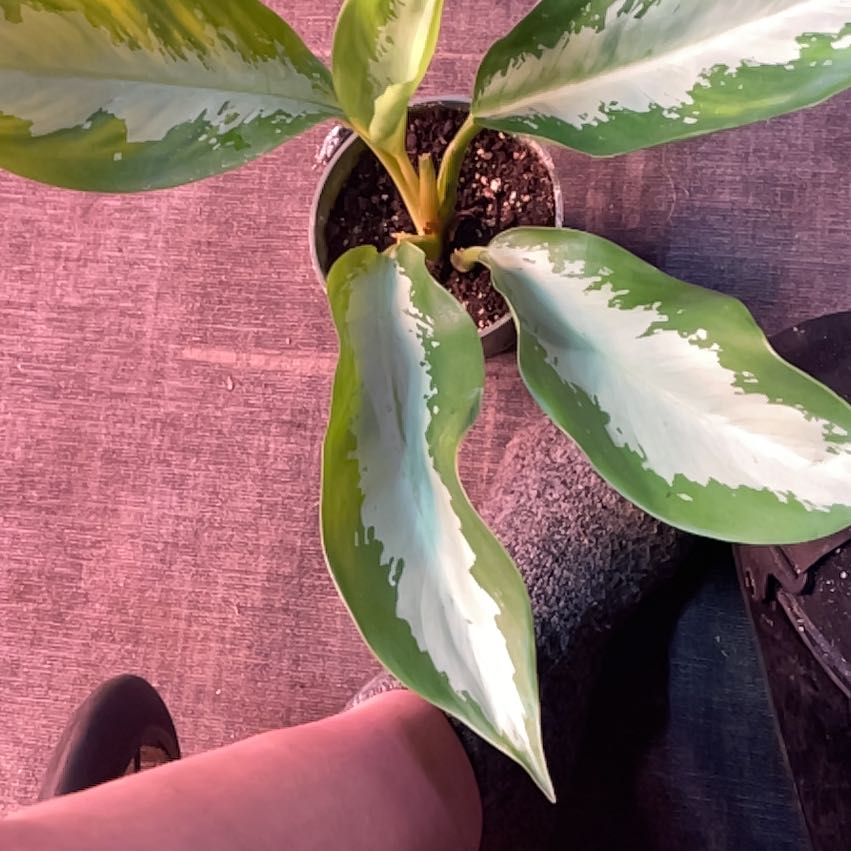 Photo of the plant species Aglaonema 'Silver Moon' by @ShellysPlants named Sanders on Greg, the plant care app