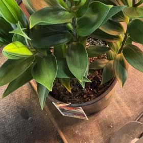 Photo of the plant species Lily 'Sunny Martinique' by @ShellysPlants named Lily on Greg, the plant care app