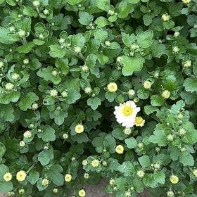 Photo of the plant species White Buttercup by @SwiftIngaedulis named Khaleesi on Greg, the plant care app
