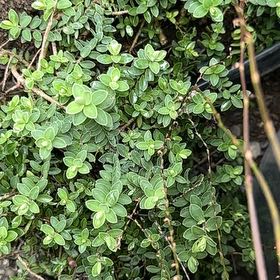 Photo of the plant species Strathmore Weed by @SwiftIngaedulis named Scarlett on Greg, the plant care app