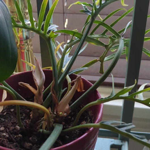 Photo of the plant species Philodendron tortum by @FunnyAposeris10 named Sanders on Greg, the plant care app