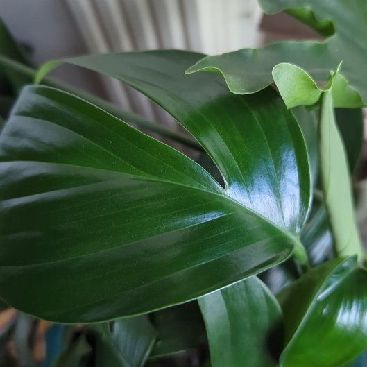 Photo of the plant species dragon tail by @FunnyAposeris10 named Lebron on Greg, the plant care app