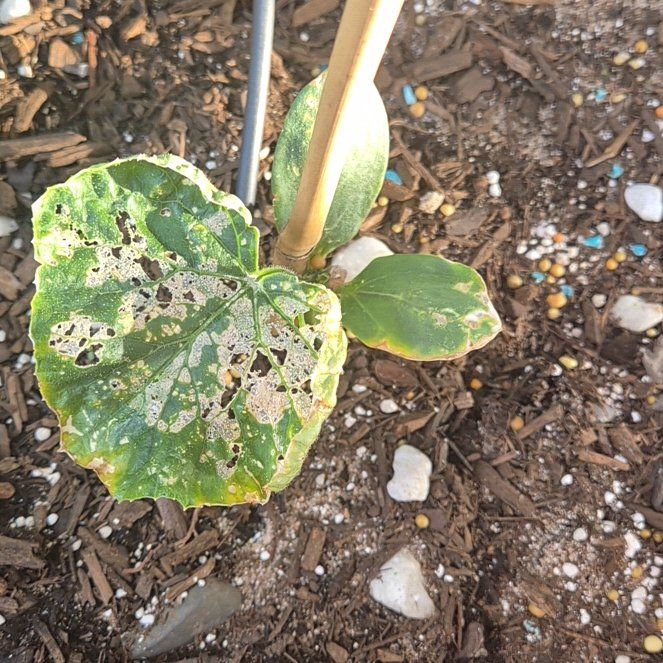 Photo of the plant species Garden Sweet Burpless Cucumber by @SinewyFord45 named James Dean on Greg, the plant care app