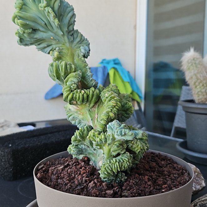 Photo of the plant species Variegated Crested Blue Flame Cactus by @FabDanasdelight named James Dean on Greg, the plant care app