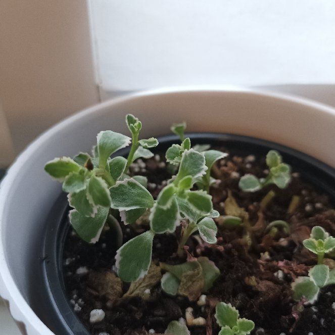 Photo of the plant species Caucasin stonecrop by @HotBorderprivet named Walt on Greg, the plant care app