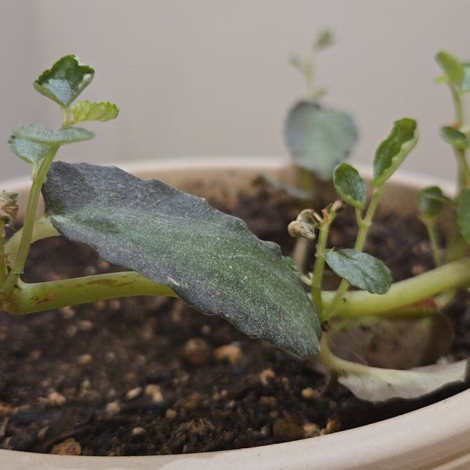 Photo of the plant species Pellonia Pulchra by @GladPaintedlady named Apollo on Greg, the plant care app