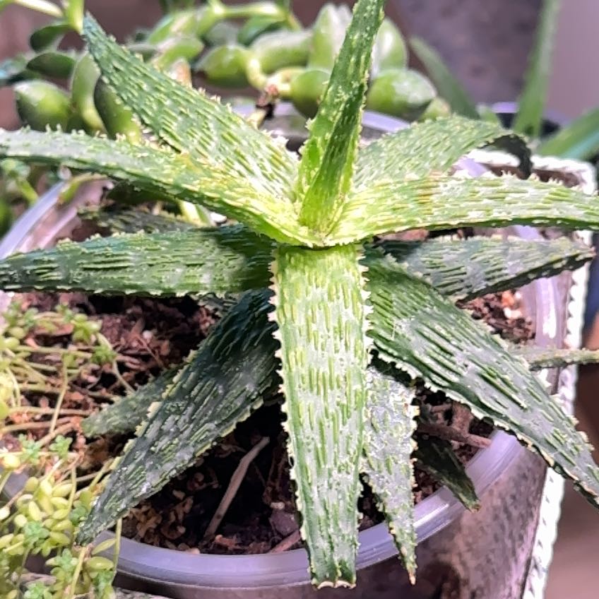 Photo of the plant species Aloe 'Oik' by @KeenSnowflower named Khaleesi on Greg, the plant care app