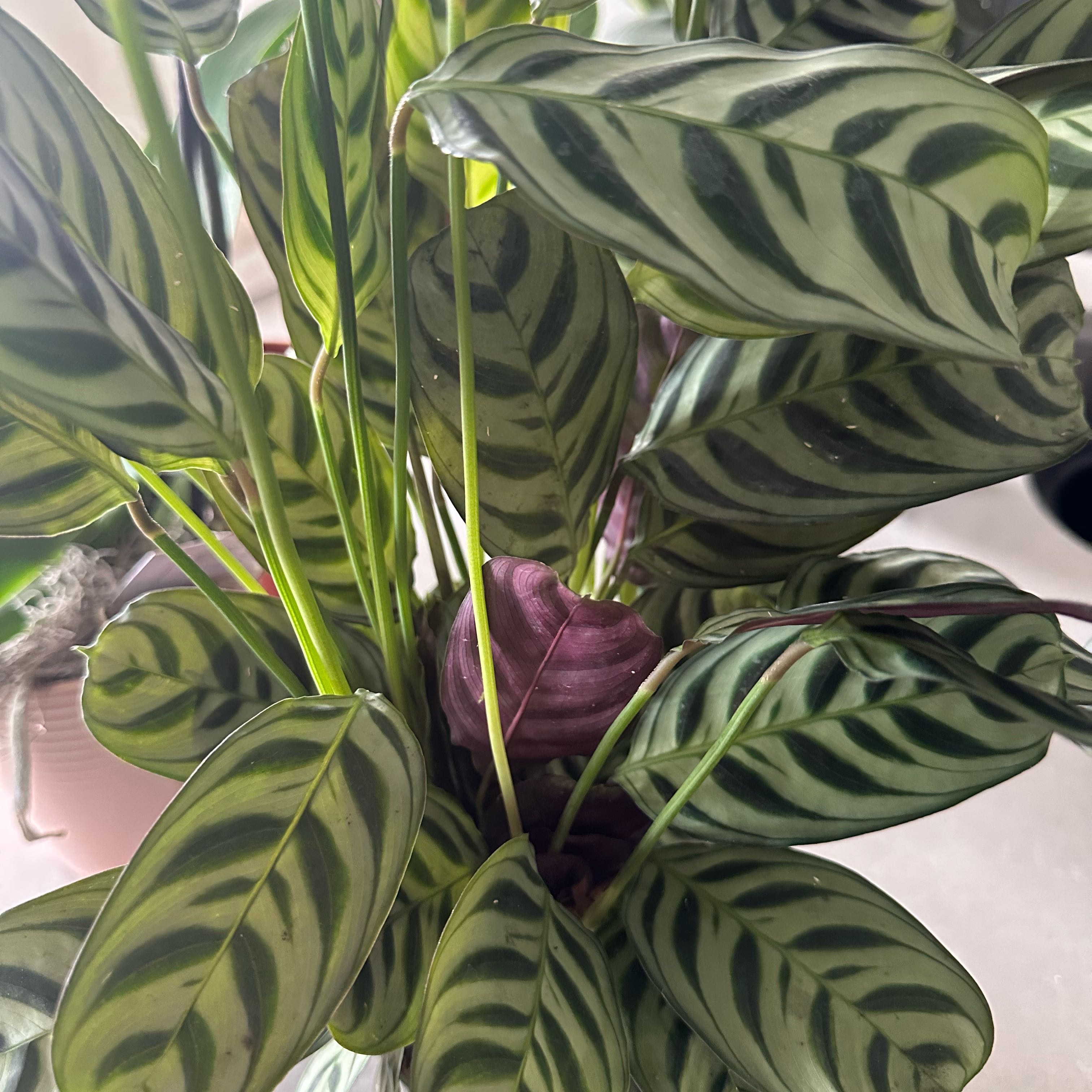 Photo of the plant species calathea by @maraj named Thea 💚 on Greg, the plant care app