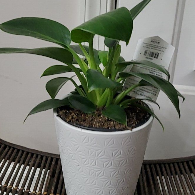 Photo of the plant species Philodendron Hybrid by @PeaceQueen named Surya on Greg, the plant care app