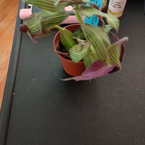 Photo of the plant species Puppy Ears Plant by @PromptFicusalii named Puppy on Greg, the plant care app