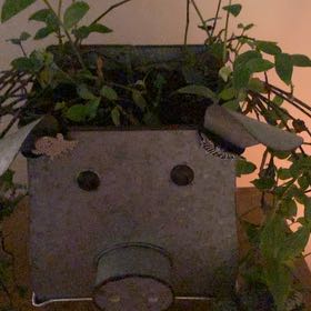 Photo of the plant species White Stripe Wandering Jew by @laurab99 named Sproutacus on Greg, the plant care app