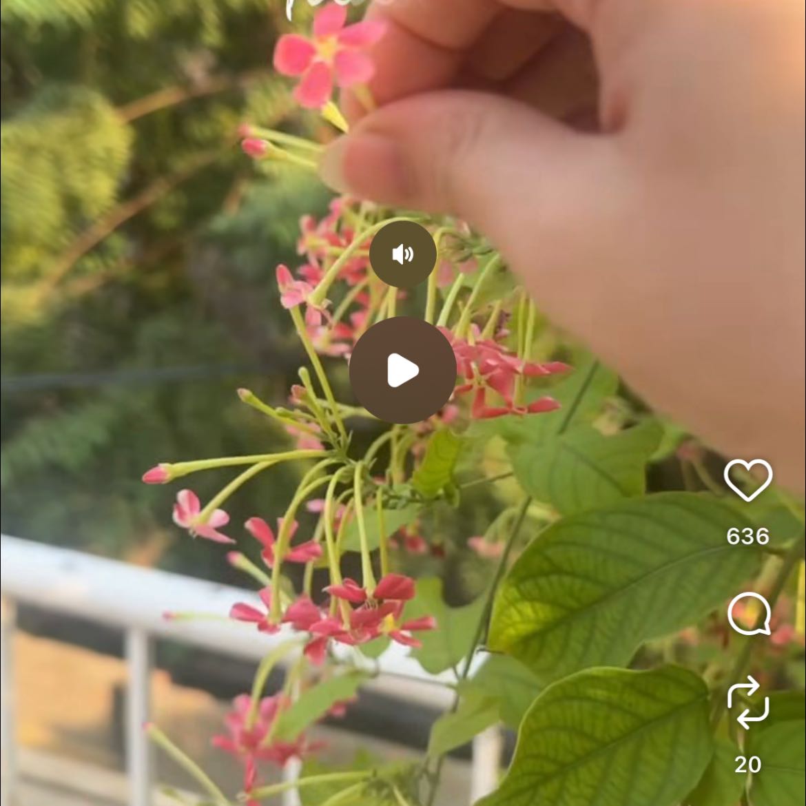 Photo of the plant species Chinese Honeysuckle by @IdolGymnosperma named Surya on Greg, the plant care app