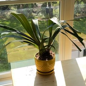 Photo of the plant species Cymbidium Vanessa Amorosi 'Paradise' by @SalientOxtongue named Plato on Greg, the plant care app