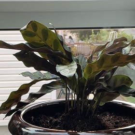 Photo of the plant species Calathea 'Stella' White Fusion by @DollFalseashok named Kendall on Greg, the plant care app