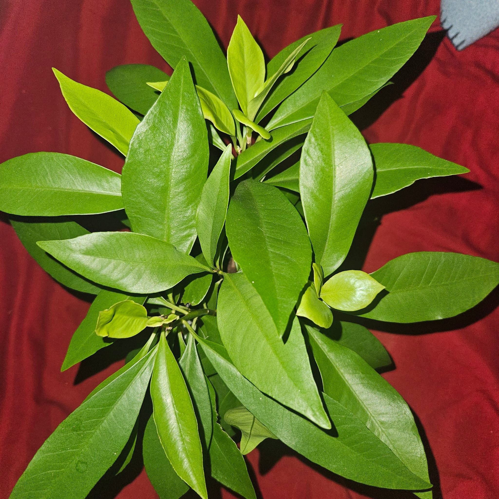 Photo of the plant species Low Shoebutton by @rennyboi named Button on Greg, the plant care app