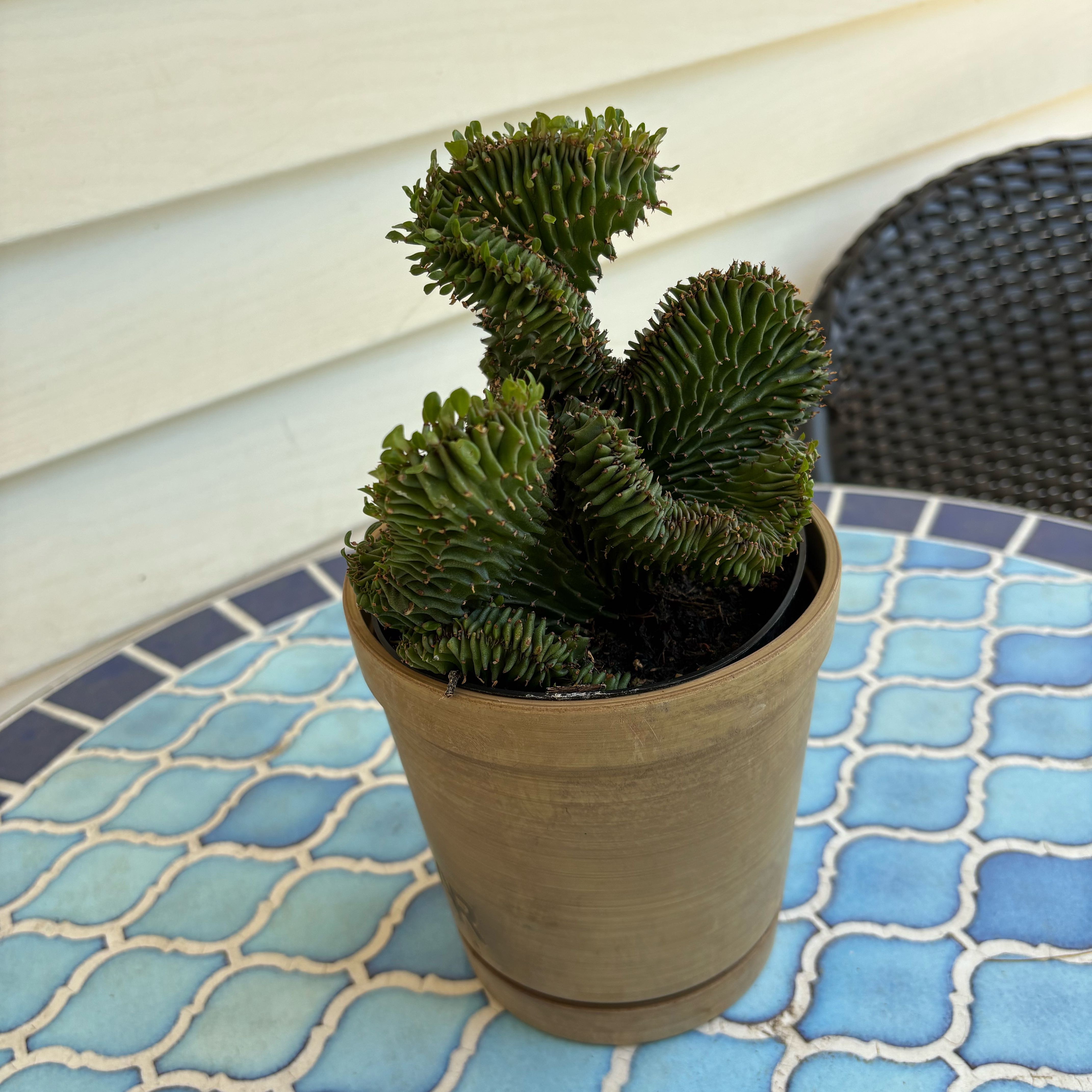 Photo of the plant species Crested African Candelabra by @FitErigeronacer named Denali on Greg, the plant care app