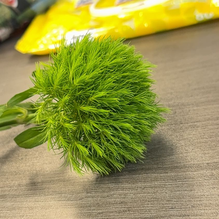 Photo of the plant species Fork Moss by @GratifiedPeanut named Harper on Greg, the plant care app