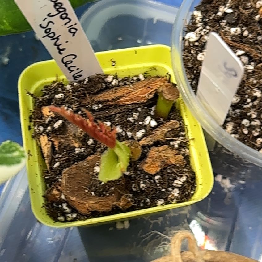Photo of the plant species Begonia 'Sophie Cecile' by @TopdogJackfruit named Madonna on Greg, the plant care app