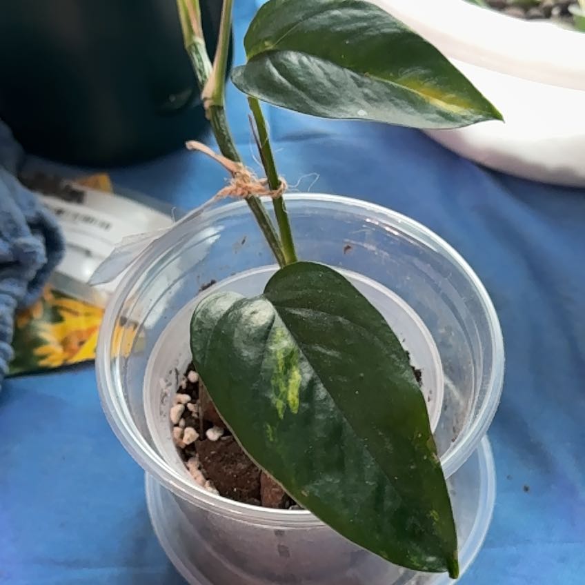 Photo of the plant species Yellow Flame by @TopdogJackfruit named Anne on Greg, the plant care app