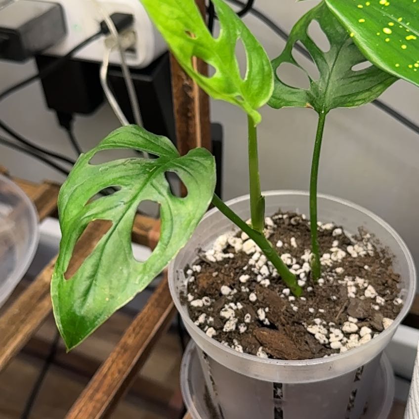 Photo of the plant species Monstera lechleriana by @TopdogJackfruit named Figyonce on Greg, the plant care app