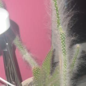Photo of the plant species Old Man Opuntia by @PowerfulHenbane named Zeus on Greg, the plant care app