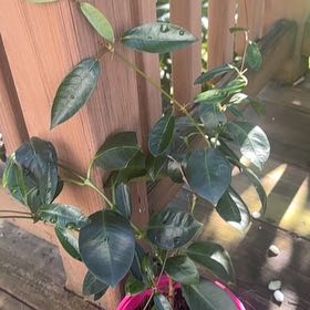 Photo of the plant species Dipladenia 'Rio' by @PowerfulHenbane named Elle on Greg, the plant care app
