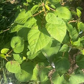 Photo of the plant species Luna Hibiscus by @PowerfulHenbane named Kobe on Greg, the plant care app