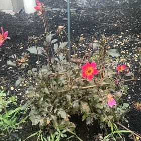 Photo of the plant species Dahlia 'Bishop of Llandaff' by @PowerfulHenbane named Elina on Greg, the plant care app