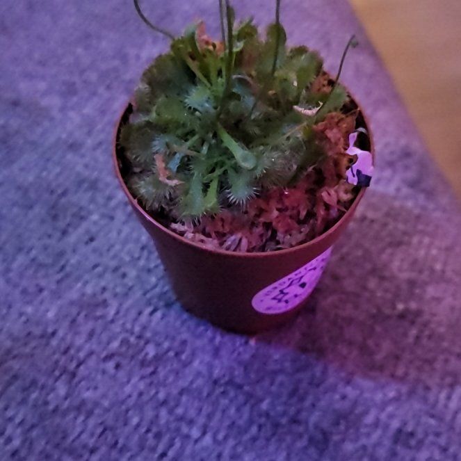 Photo of the plant species Pink Sundew by @Auggiebabe13 named Natasha on Greg, the plant care app