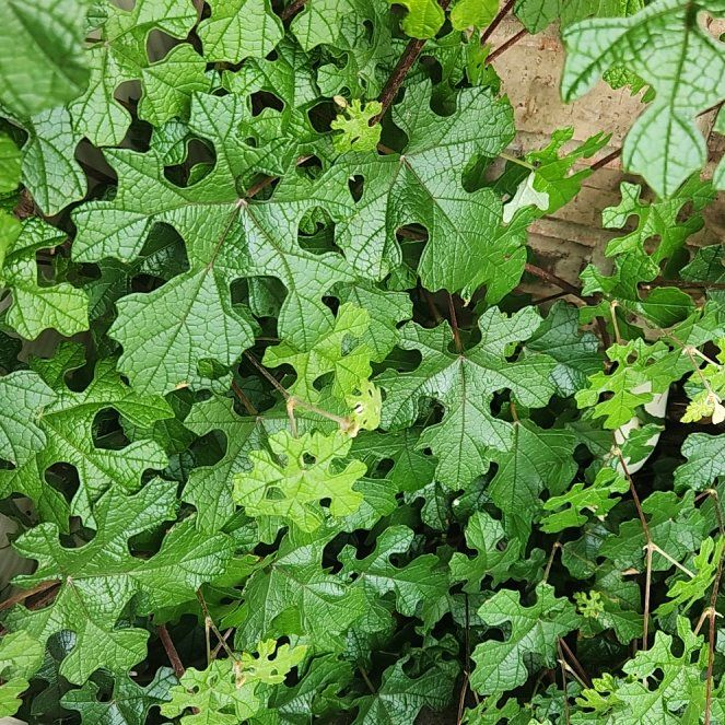 Photo of the plant species Mustang Grape by @ExactButterwort named Delilah on Greg, the plant care app