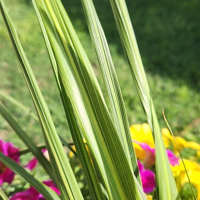 Photo of the plant species Texas Sacahuista by @ExactButterwort named Taylor Swift on Greg, the plant care app