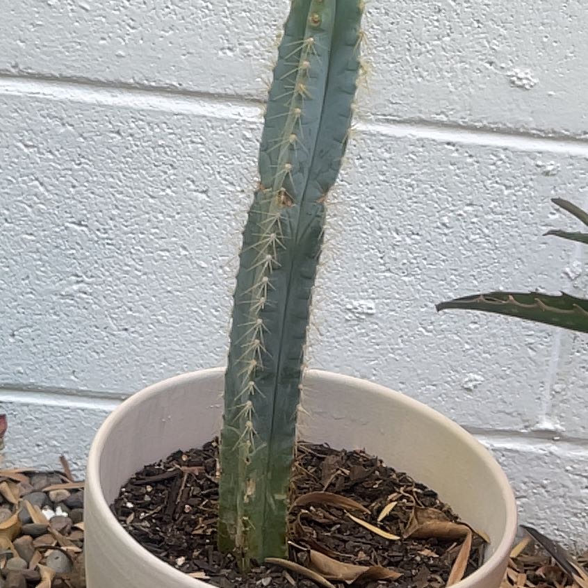 Photo of the plant species Blue Columnar Cactus by @EuphoricSaguaro named Emerson on Greg, the plant care app