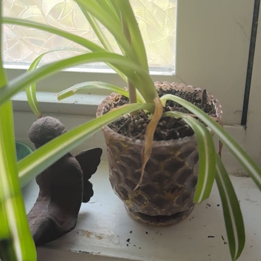 Photo of the plant species Checker Lily by @JuicyMendoza76 named Sir Plancelot on Greg, the plant care app